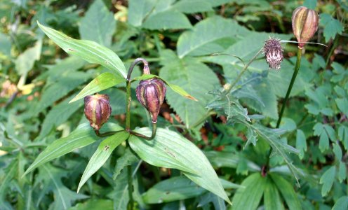 Lilium medeoloides with Fruit Kurumayuri in Mount Kisomkoma 2010-09-26