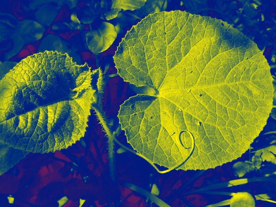 Natural summer green