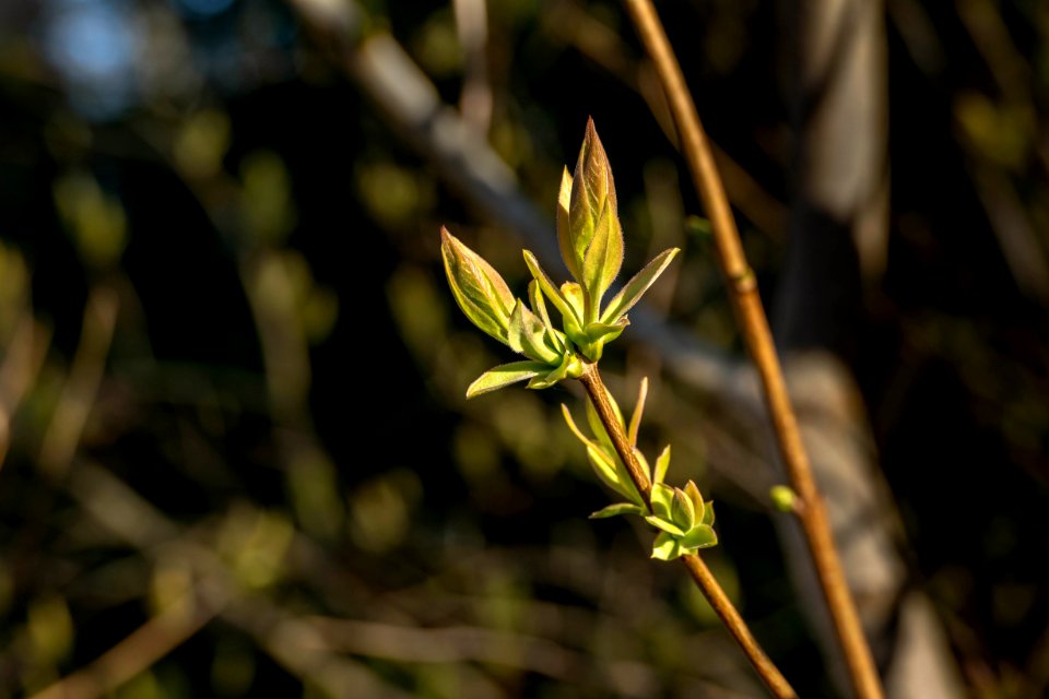 Lilac leaf buds at Myrstigen 1