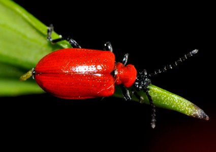 Lilioceris-lilii-02-fws