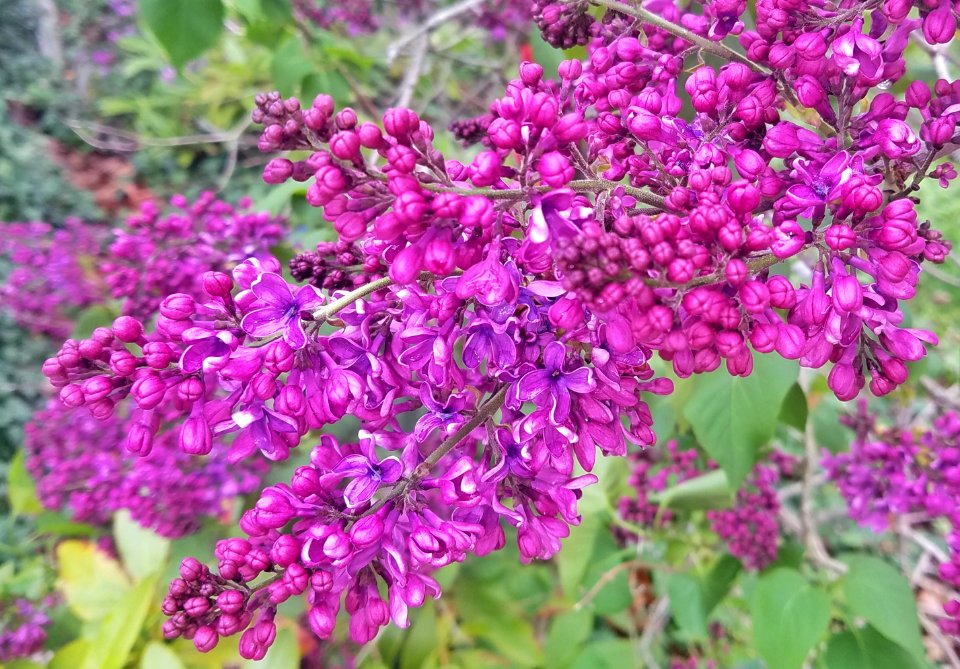 Lilac - Arlington, MA