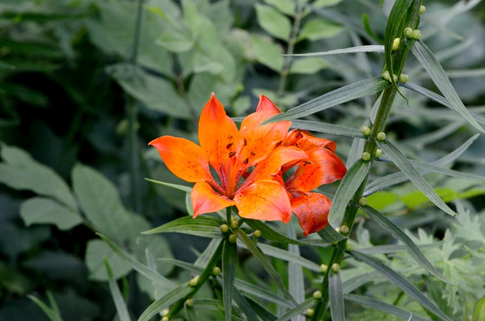Lilium bulbiferum10