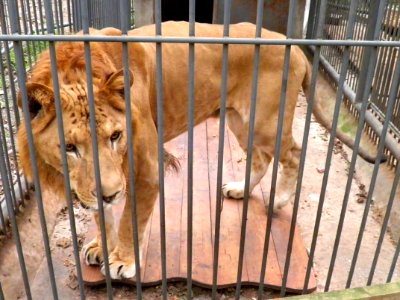 Liliger Blag