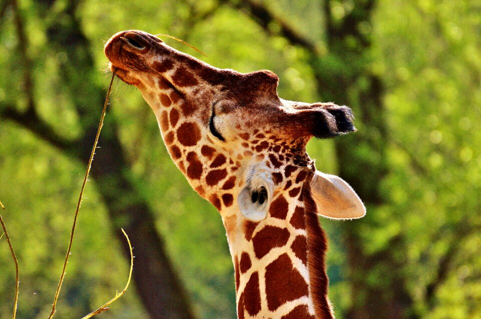 Long jibe animals africa