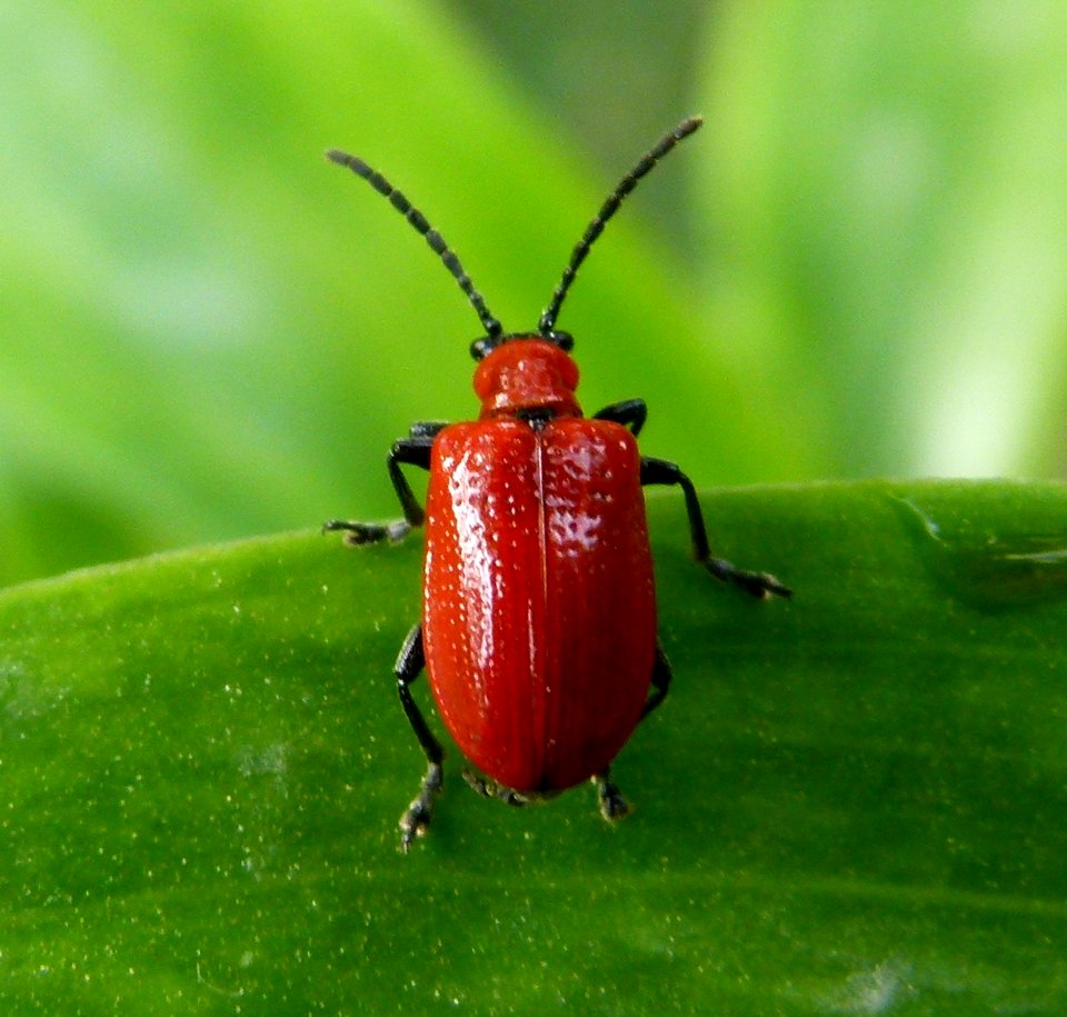 Lilioceris lilii 4