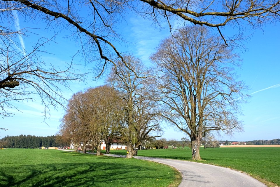 Lindenallee bei Neudeck