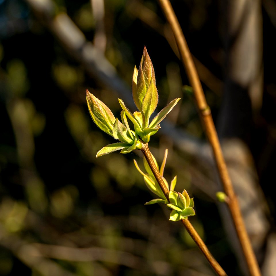 Lilac leaf buds at Myrstigen 1 - cropped