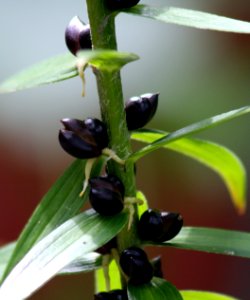 Lilium lancifolium bulbils2