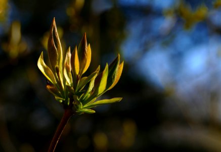 Lilac leaf buds at Myrstigen 2