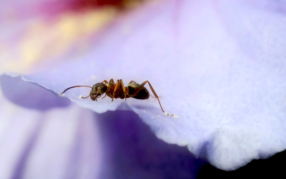 Nature insect macro