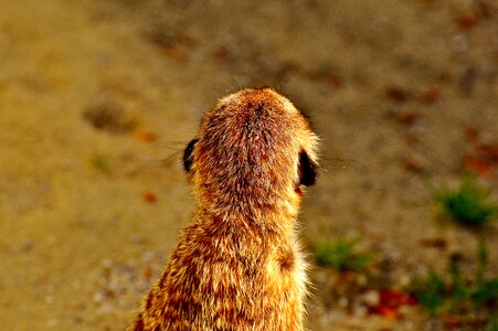 Animal nature mammal