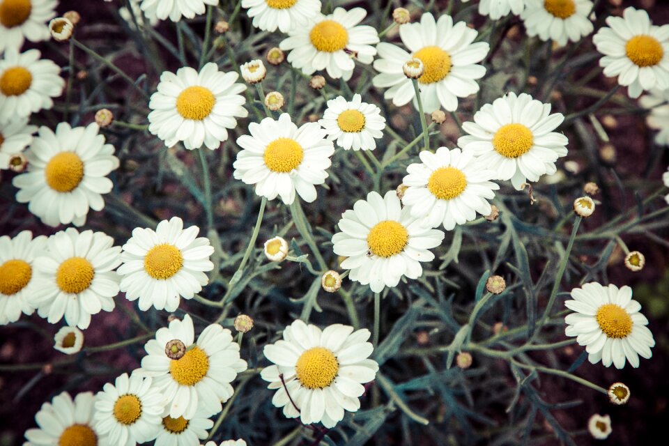 Summer floral white