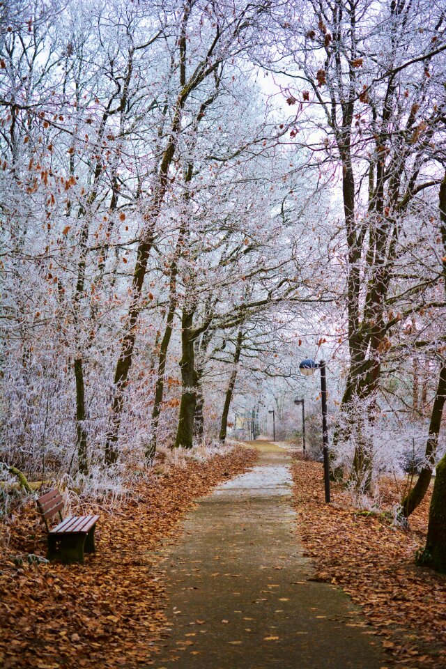 Trees iced aesthetic
