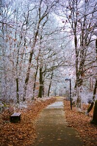 Trees iced aesthetic photo