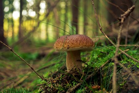 Boletus mushrooms genuine photo