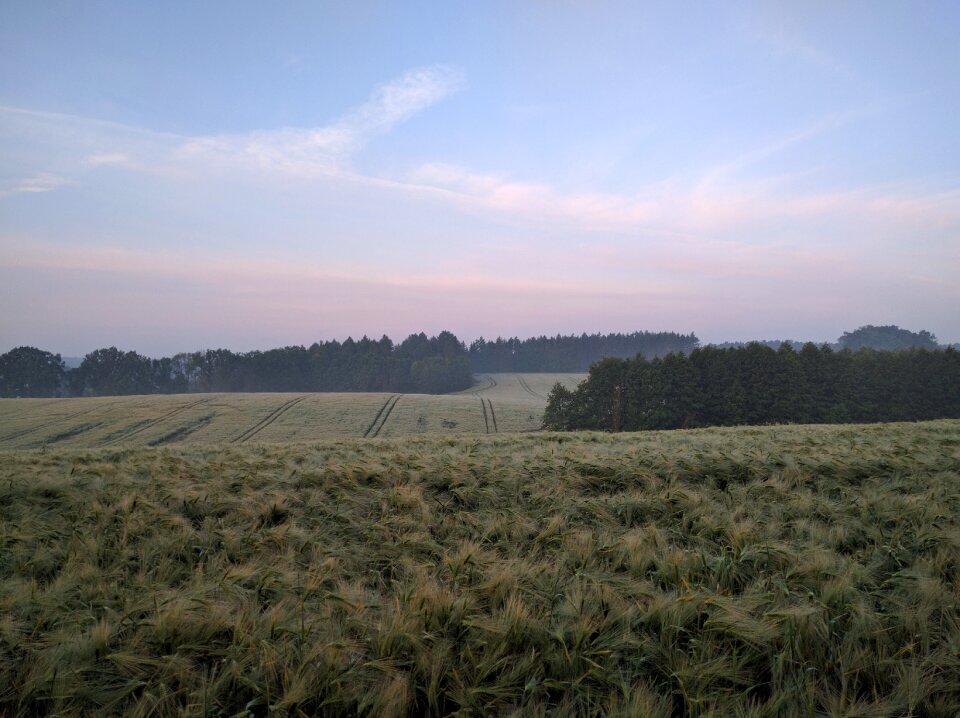 Field landscape nature