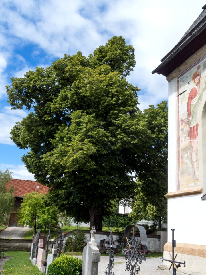 Linde bei der Kirche in Terfens