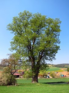 Linde am Geilesberg, 3