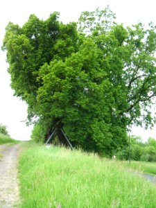 Linde Görbelheim von Süd