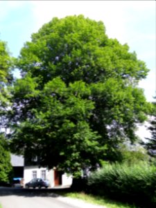 Linde in Pippelsdorf, Probstzella