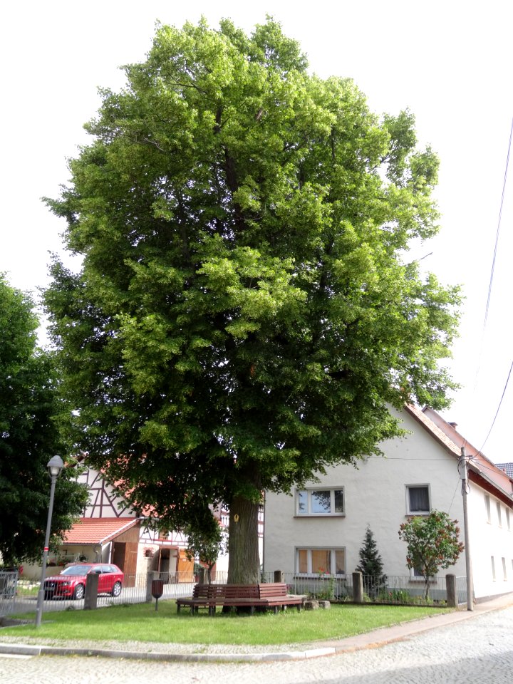 Linde in Kleinliebringen