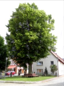 Linde in Kleinliebringen