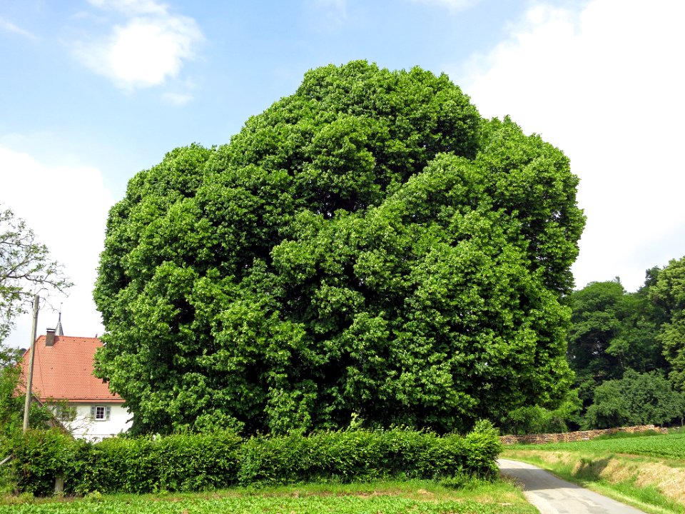 Linde Neusaß, 3