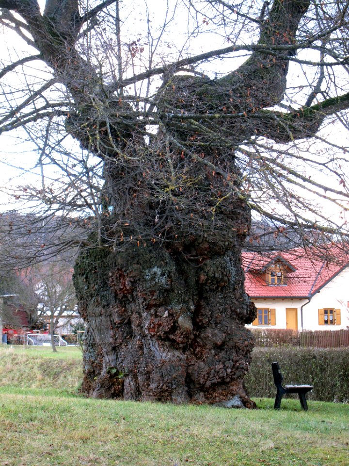Linde bei Wargolshausen, 2
