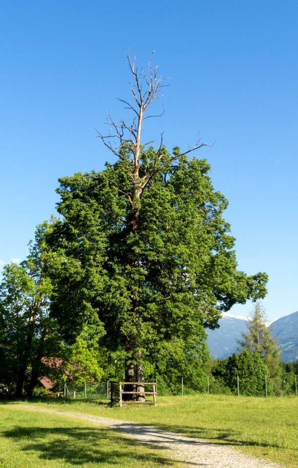 Linde beim ehemaligen Gnadenwalderhof