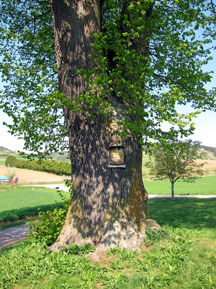 Linde am Geilesberg, 4