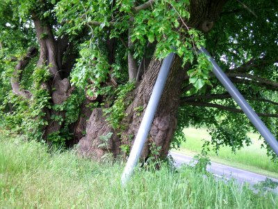 Linde Görbelheim von Süd Stamm 3