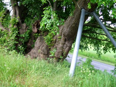 Linde Görbelheim von Ost Stütze Süd 1