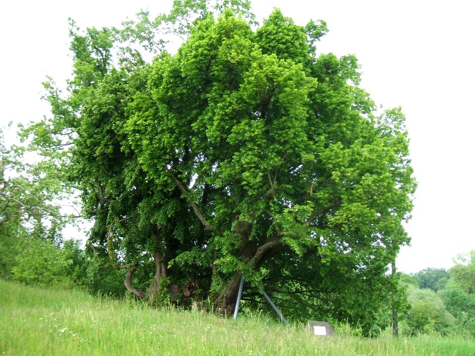 Linde Görbelheim von Südwest