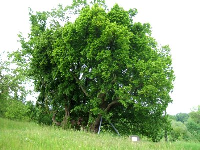 Linde Görbelheim von Südwest
