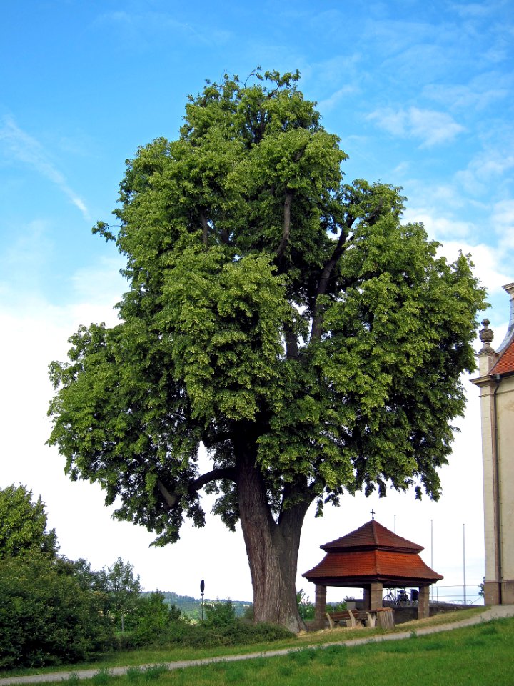 Linde Limbach, 2