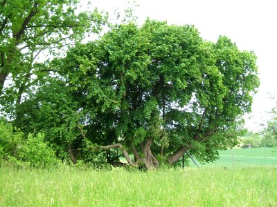 Linde Görbelheim von Ost