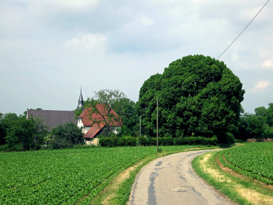 Linde Neusaß, 2