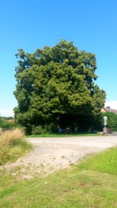 Linde an der Feldstraße in Niederhofheim