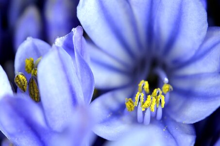Blossom blue inflorescence photo