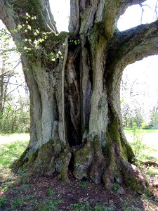Linde bei Thundorf, 5