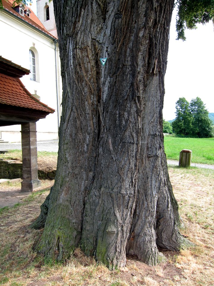 Linde Limbach, 1