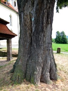 Linde Limbach, 1