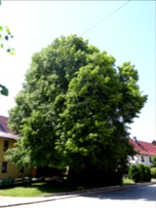 Linde in Rohrbach, Landkreis Weimarer Land