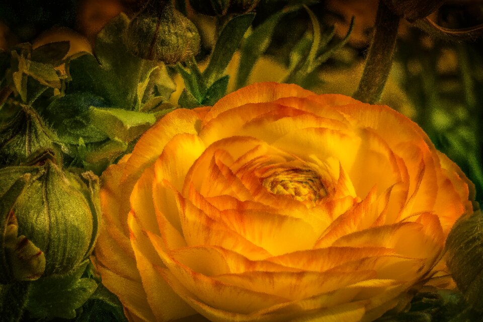 Buttercup flower spring