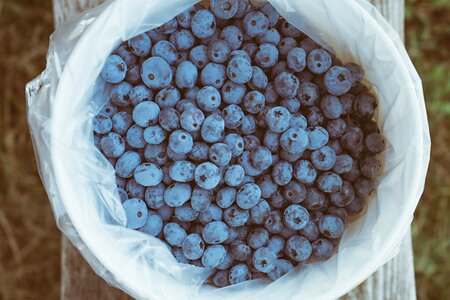 Berries blueberries bucket photo