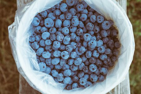 Berries blueberries bucket