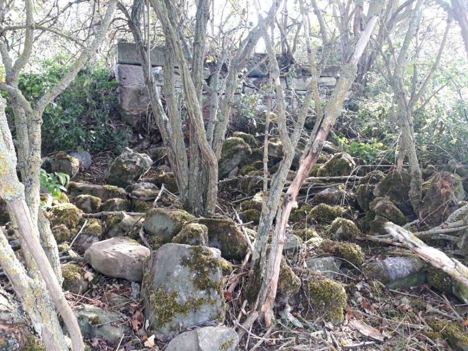 Lindeschu - 4