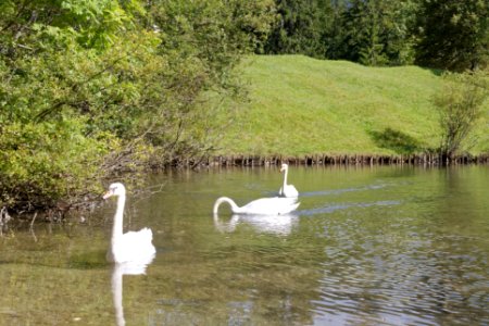 Linderhof Schwanenweiher bjs090909-01