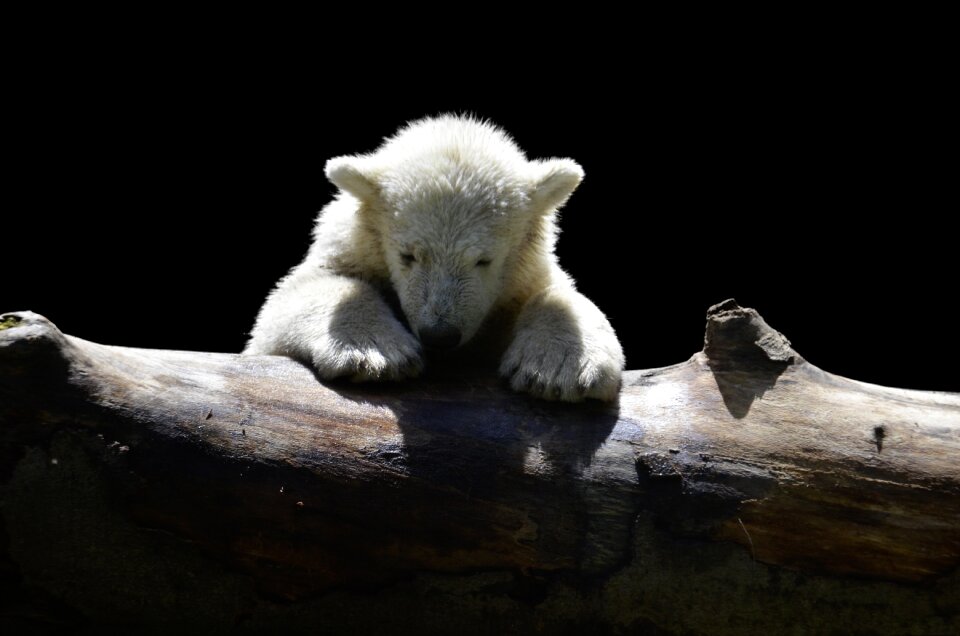 Polar white arctic circle