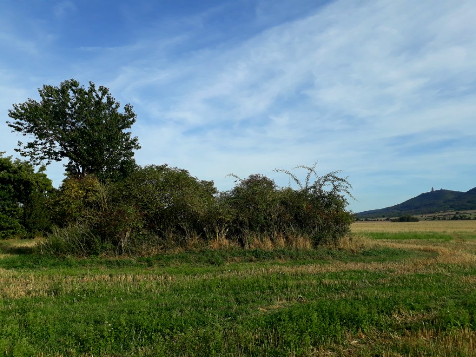 Lindeschu - 8